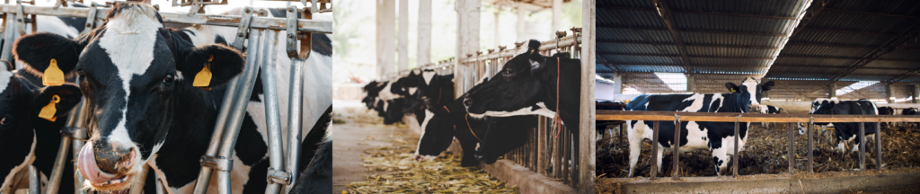 Vibrex Agricare and Dairy Farms